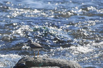 キアシシギ 酒匂川 2021年5月8日(土)