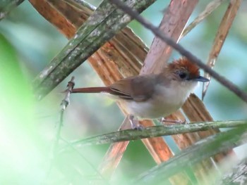 Scaly-crowned Babbler Cat Tien National Park Unknown Date