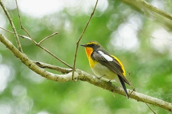 2021年5月8日(土) 希望ヶ丘文化公園の野鳥観察記録