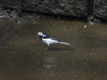 White Wagtail 目黒川 Wed, 4/28/2021