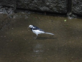 ハクセキレイ 目黒川 2021年4月28日(水)