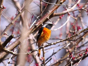 ジョウビタキ 宮城県仙台市・長命館公園 2017年3月5日(日)