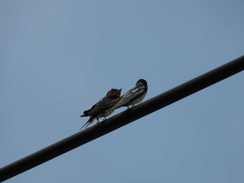 Barn Swallow 東京都品川区 Sat, 5/8/2021