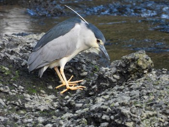 Black-crowned Night Heron 目黒川 Mon, 5/3/2021