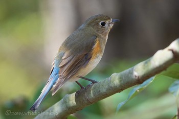 ルリビタキ 馬見丘陵公園 2021年3月10日(水)