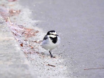 ハクセキレイ 宮城県仙台市・台原森林公園 2017年3月5日(日)