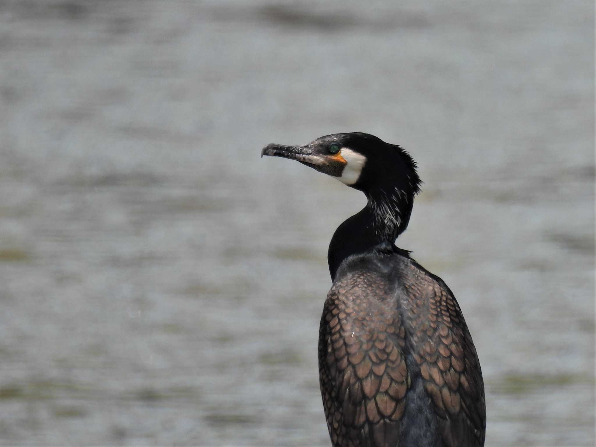  カワウの写真 by 上別府志郎