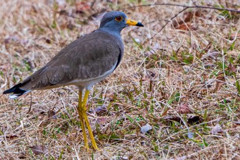 Grey-headed Lapwing Mie-ken Ueno Forest Park Sun, 1/12/2020