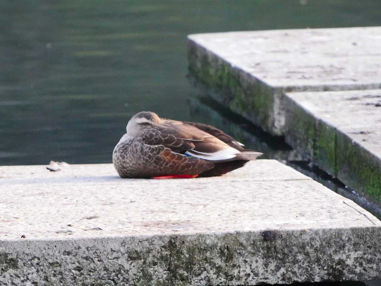 宮城県仙台市・台原森林公園 カルガモの写真 by ごりぺん