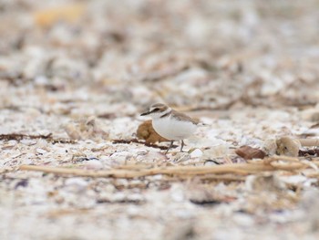 2021年5月12日(水) ふなばし三番瀬海浜公園の野鳥観察記録