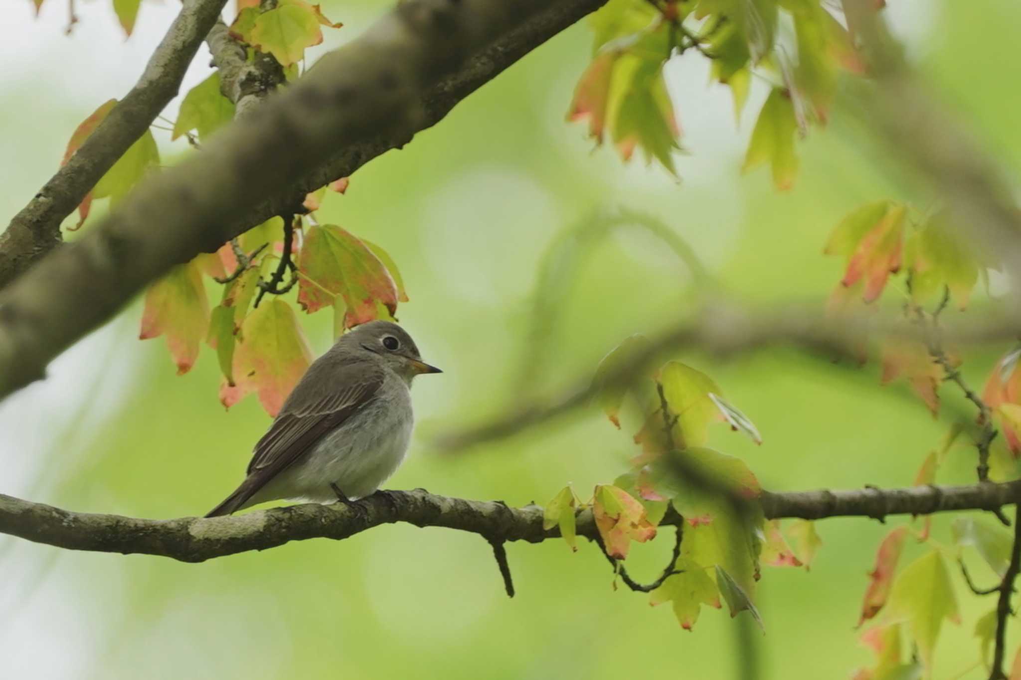 希望ヶ丘文化公園 コサメビタキの写真 by におの鳥っぷ