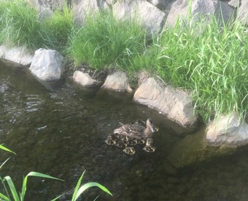 Tue, 5/18/2021 Birding report at 安春川(札幌市北区)