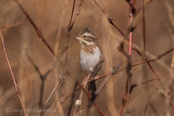 Rustic Bunting Mie-ken Ueno Forest Park Fri, 1/15/2021