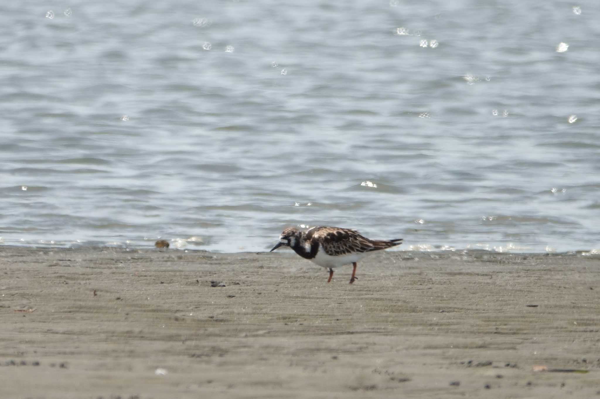 ふなばし三番瀬海浜公園 キョウジョシギの写真 by とみた