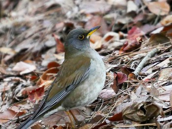 シロハラ 宮城県仙台市・台原森林公園 2017年3月5日(日)