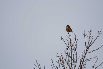 2021年3月20日(土) 新潟市内の野鳥観察記録