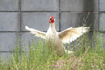 Green Pheasant 千葉県 Sat, 5/15/2021