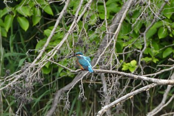 2021年5月16日(日) 赤羽自然観察公園の野鳥観察記録