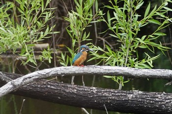 カワセミ 赤羽自然観察公園 2021年5月16日(日)