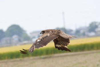 Black Kite Watarase Yusuichi (Wetland) Sat, 5/8/2021