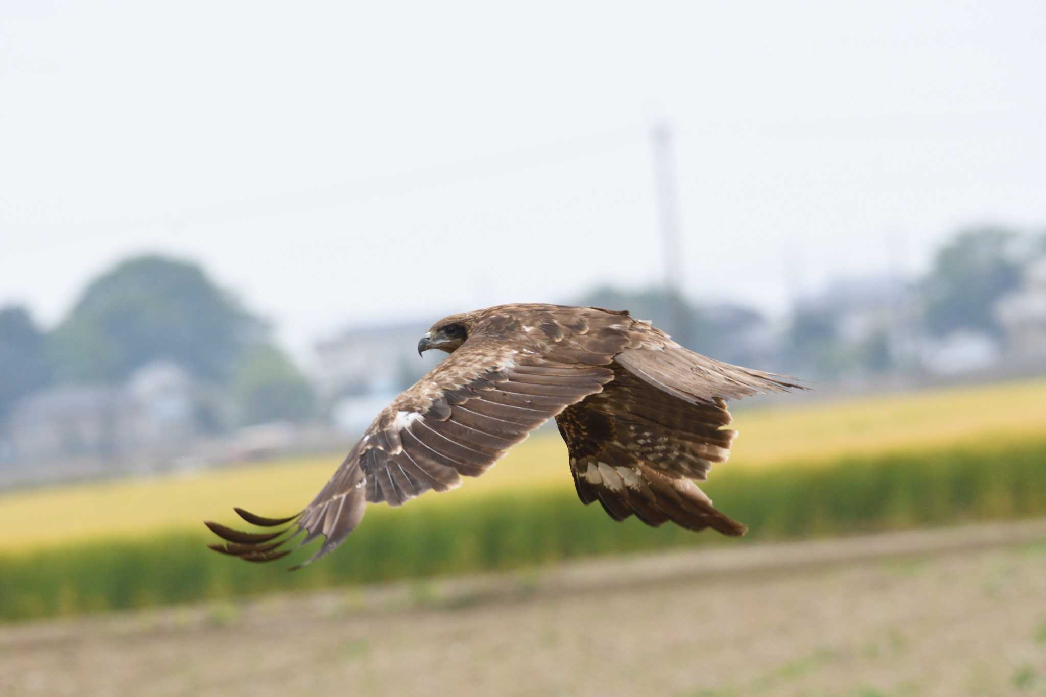 渡良瀬遊水地 トビの写真 by すずめのお宿