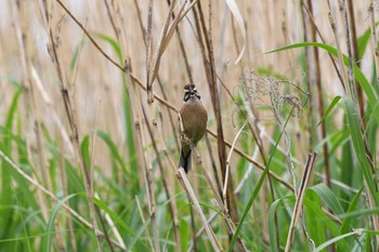 Meadow Bunting Watarase Yusuichi (Wetland) Sat, 5/8/2021