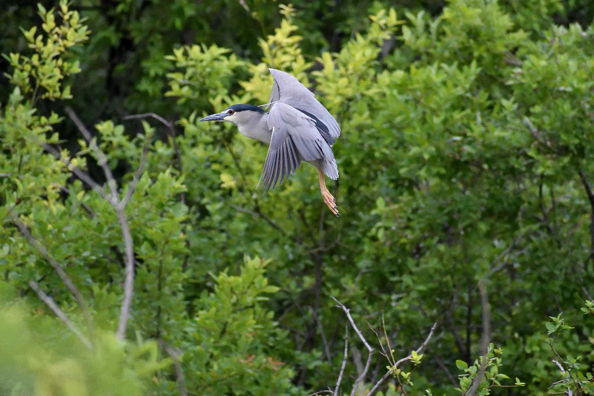 Black-crowned Night Heron