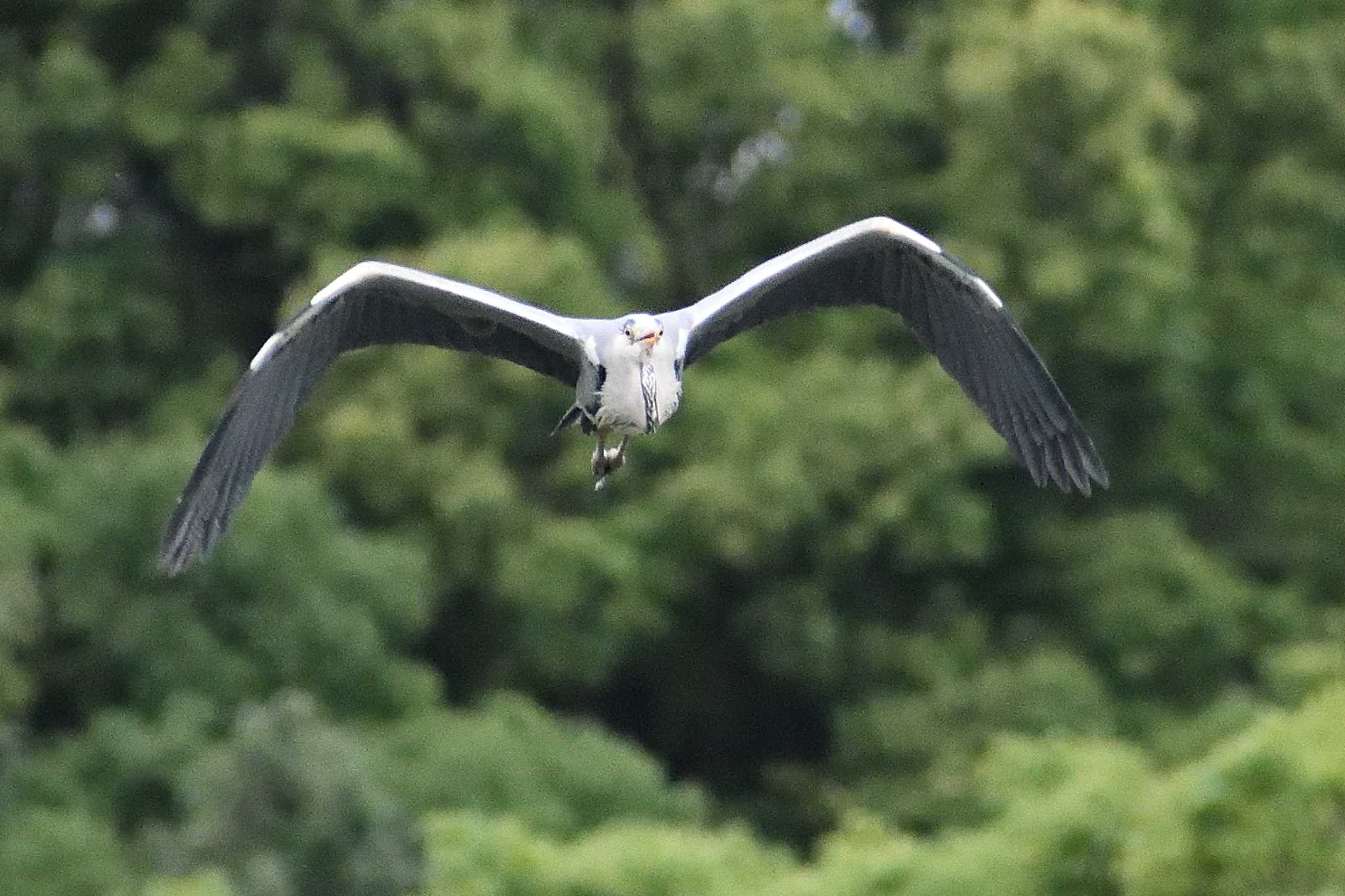 Grey Heron