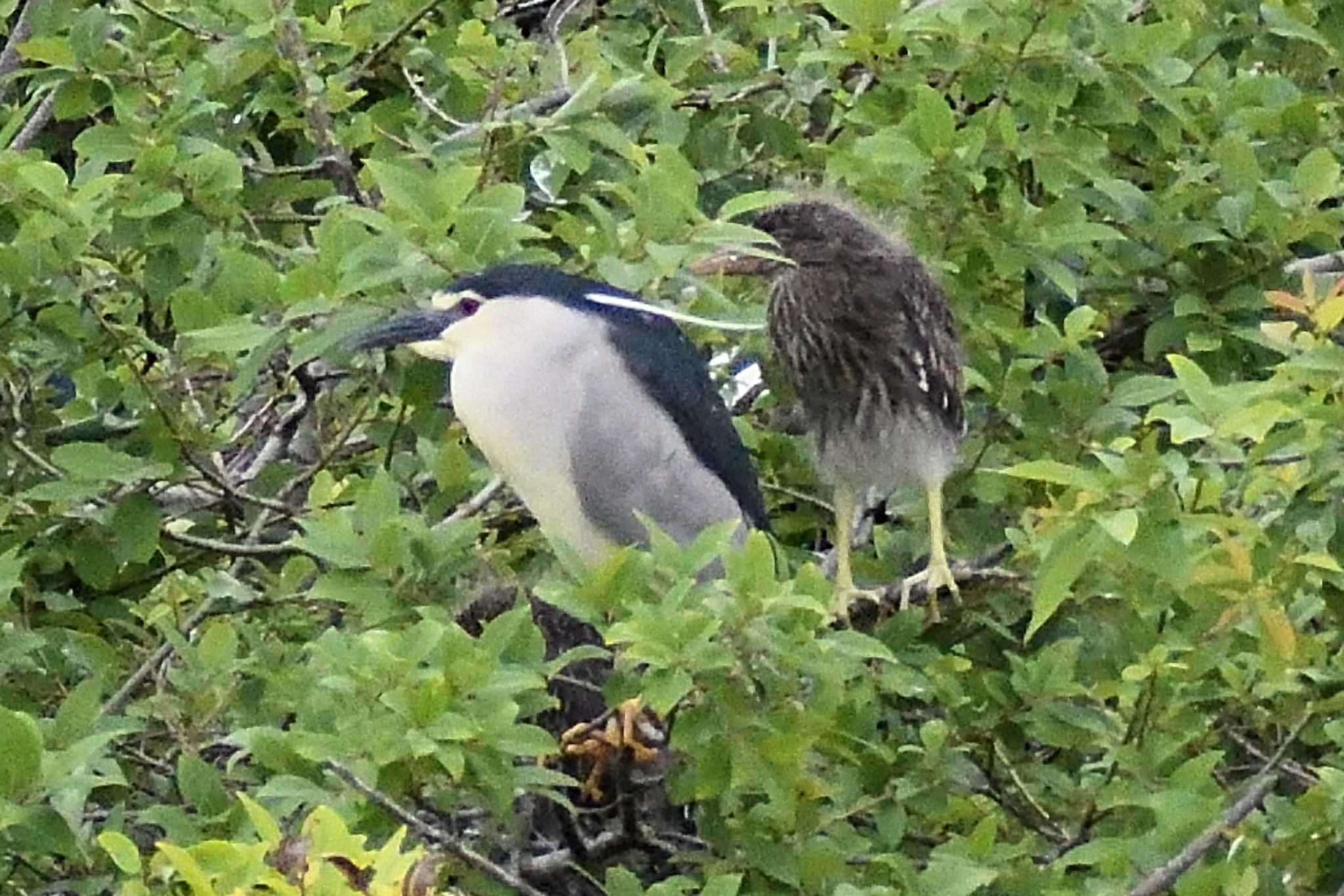 Black-crowned Night Heron