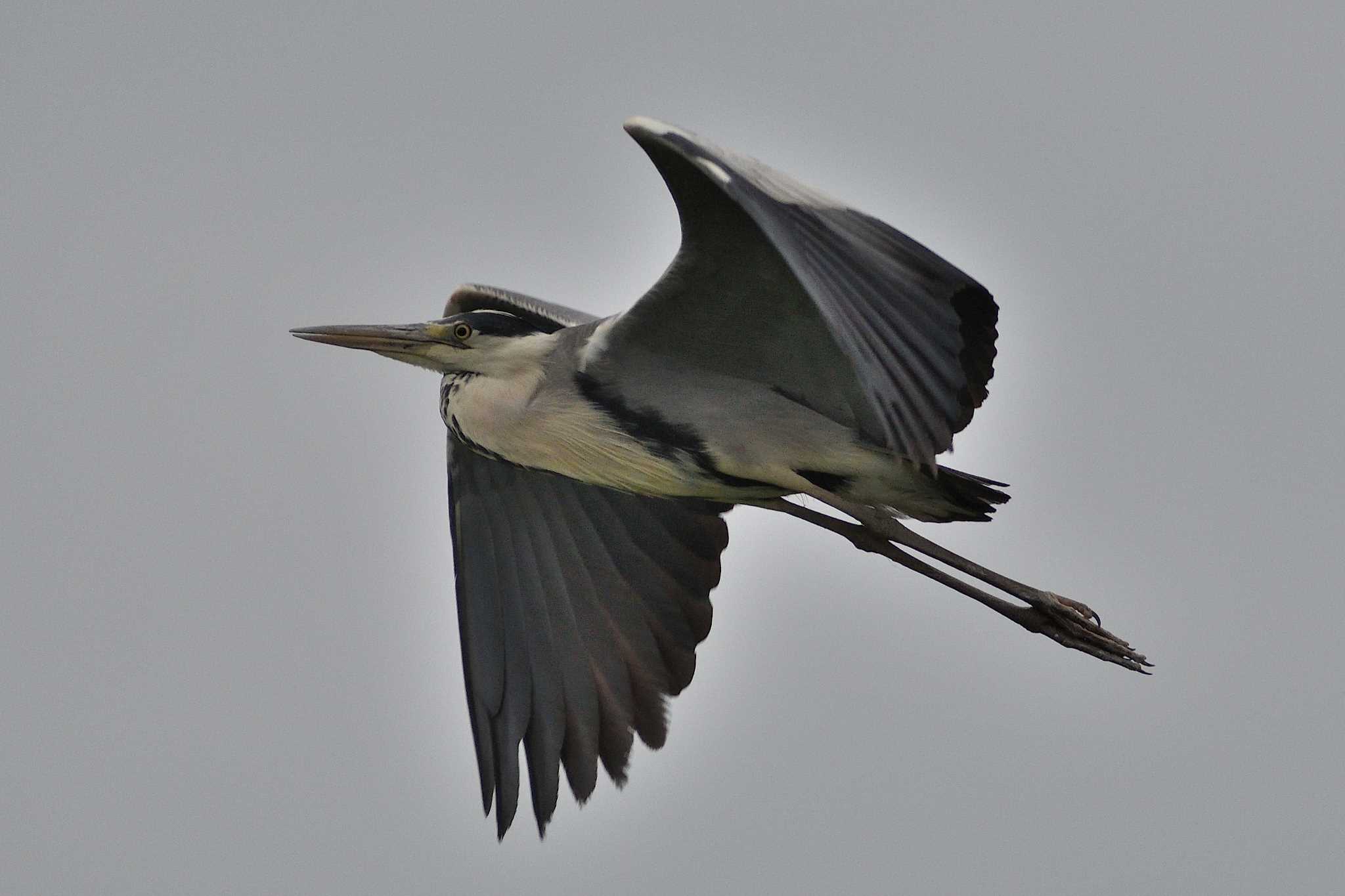 Grey Heron