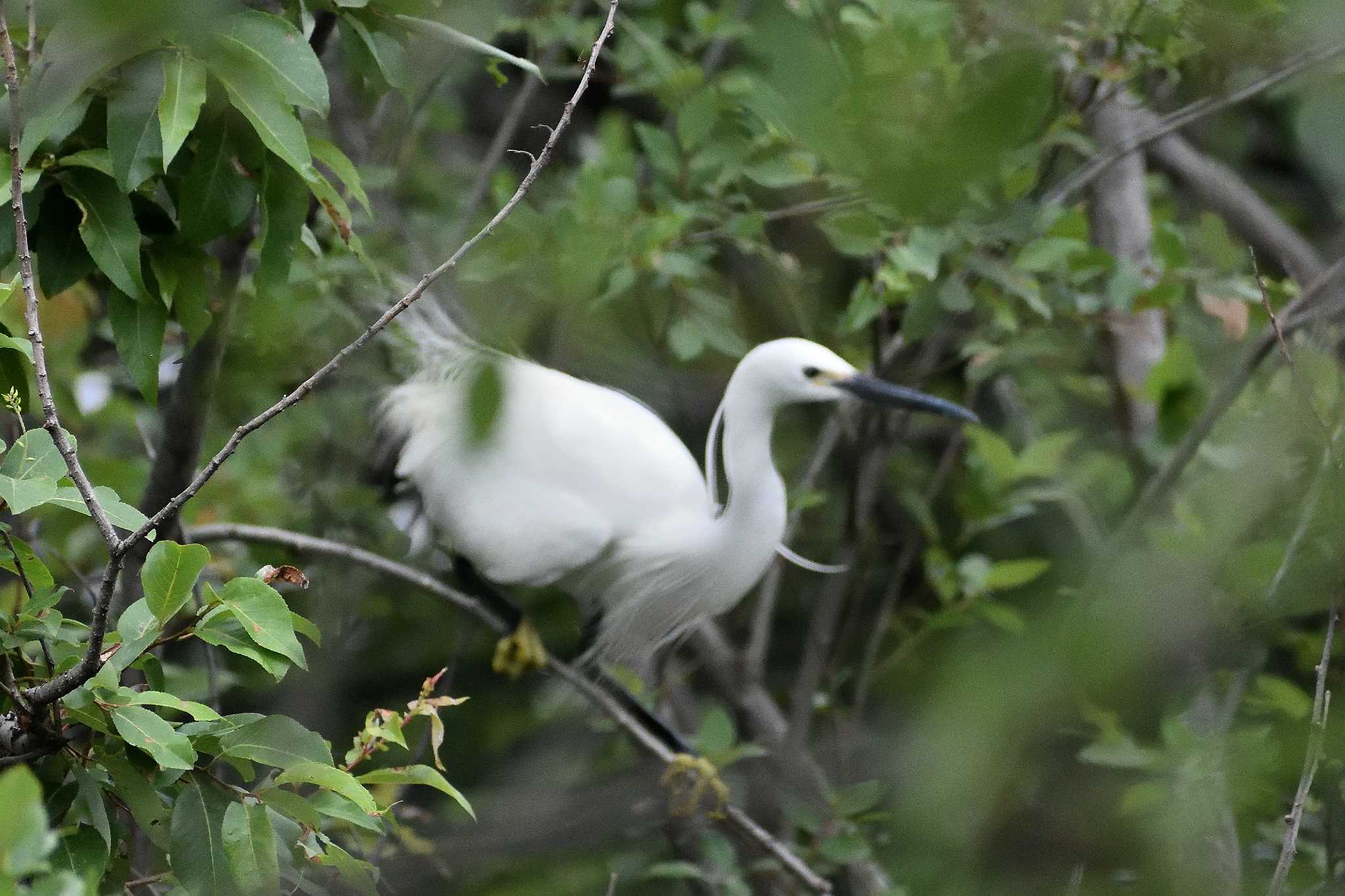 Little Egret