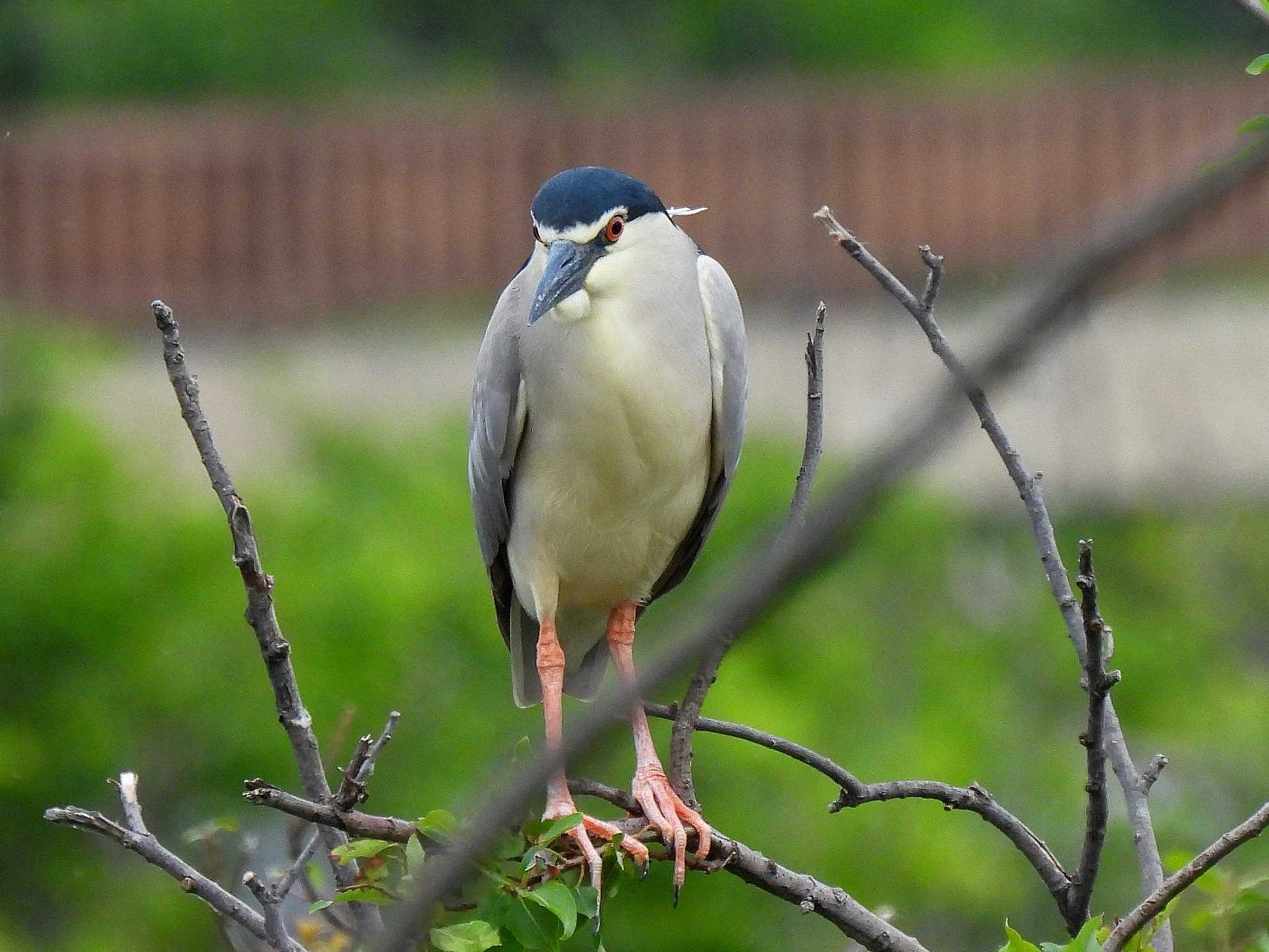 Black-crowned Night Heron