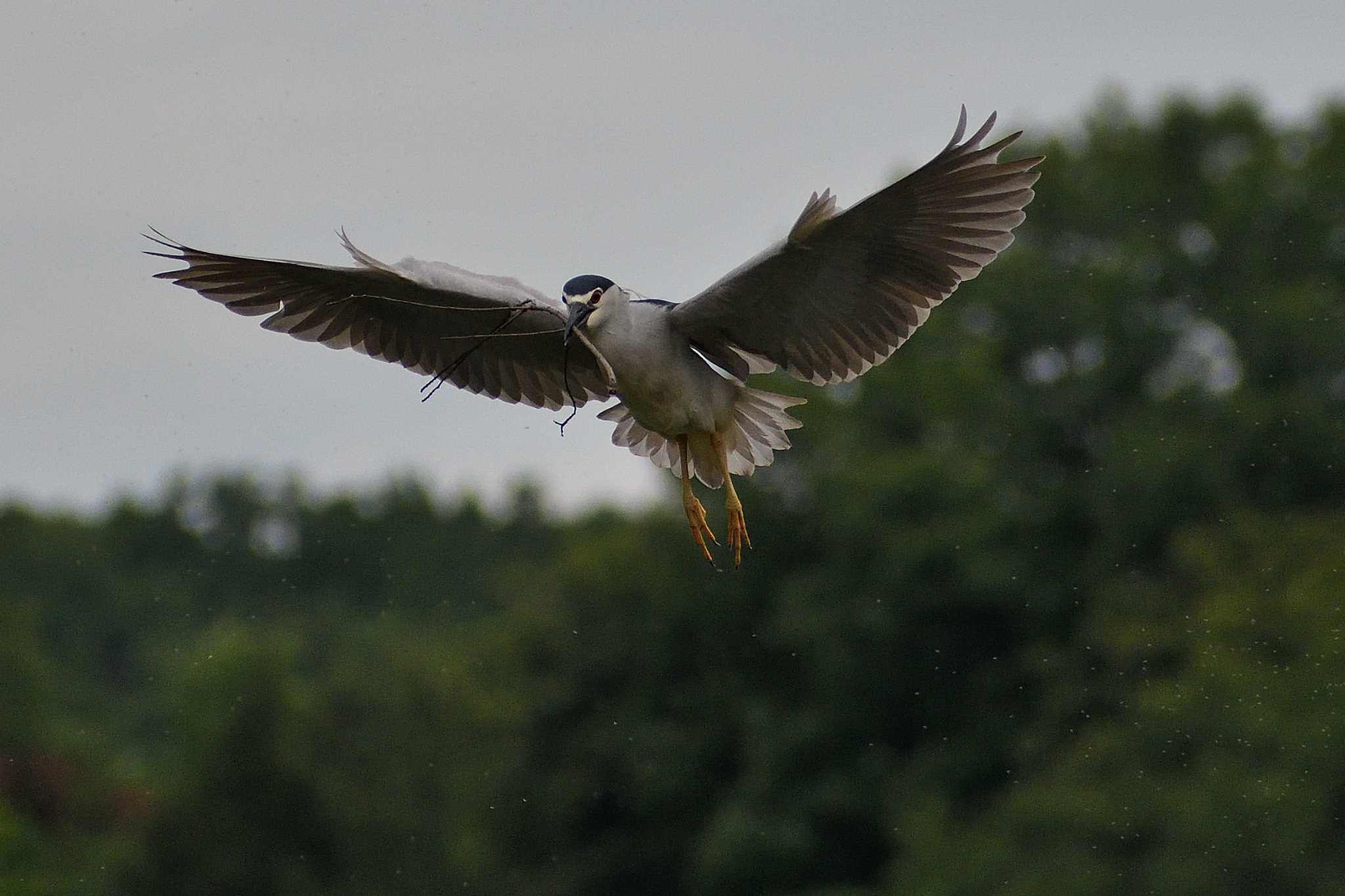 Black-crowned Night Heron