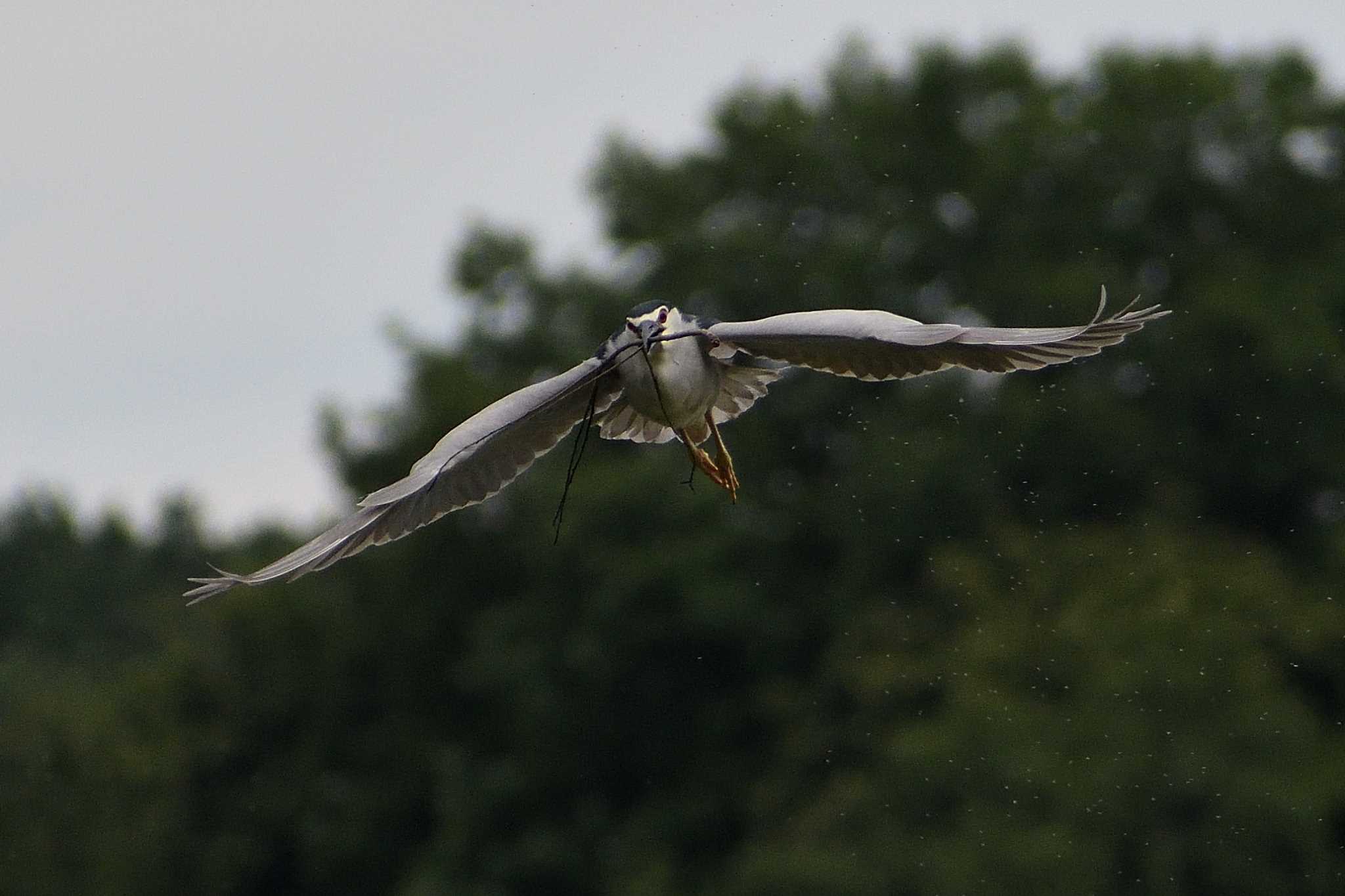 Black-crowned Night Heron