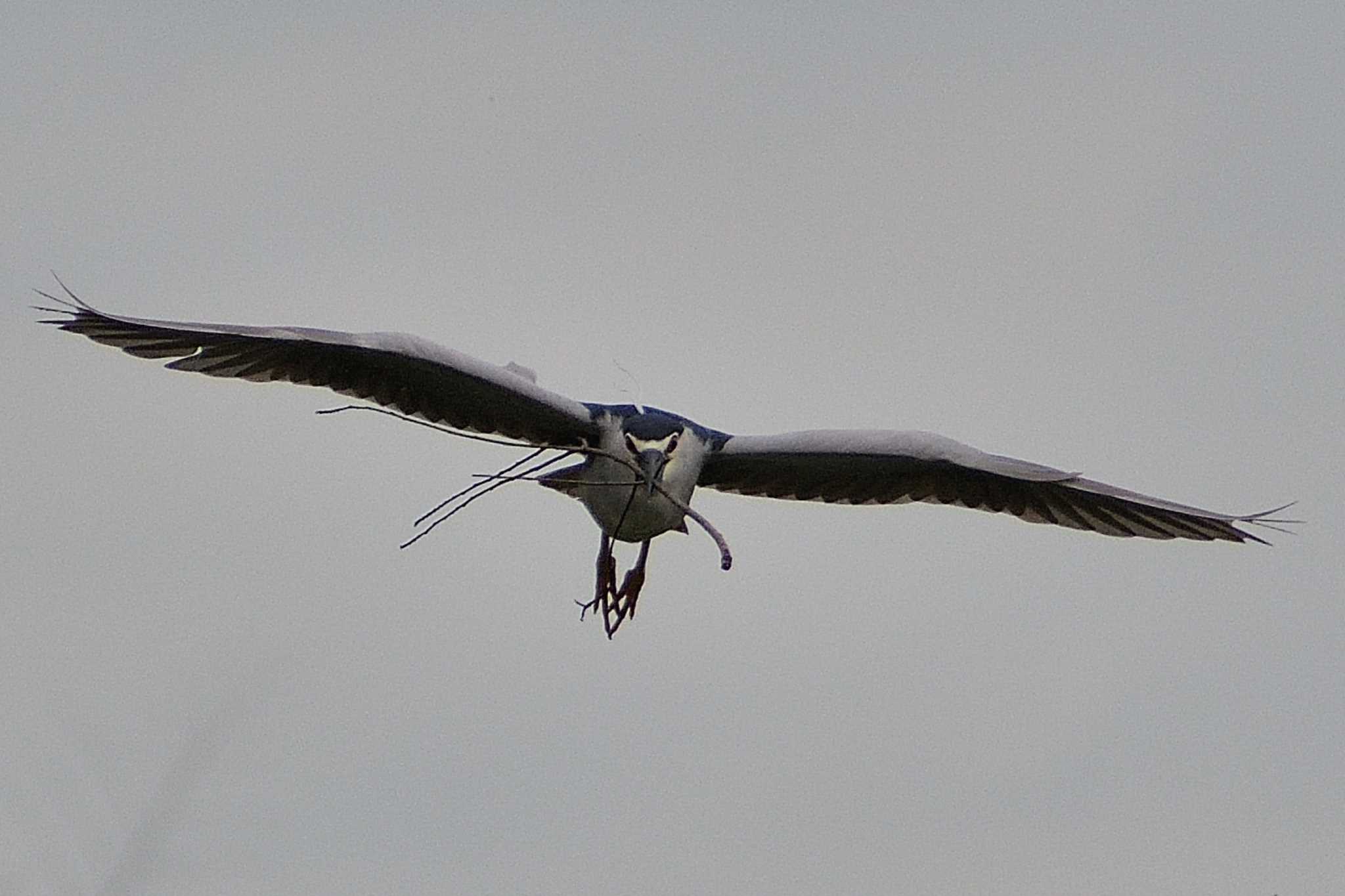 Black-crowned Night Heron