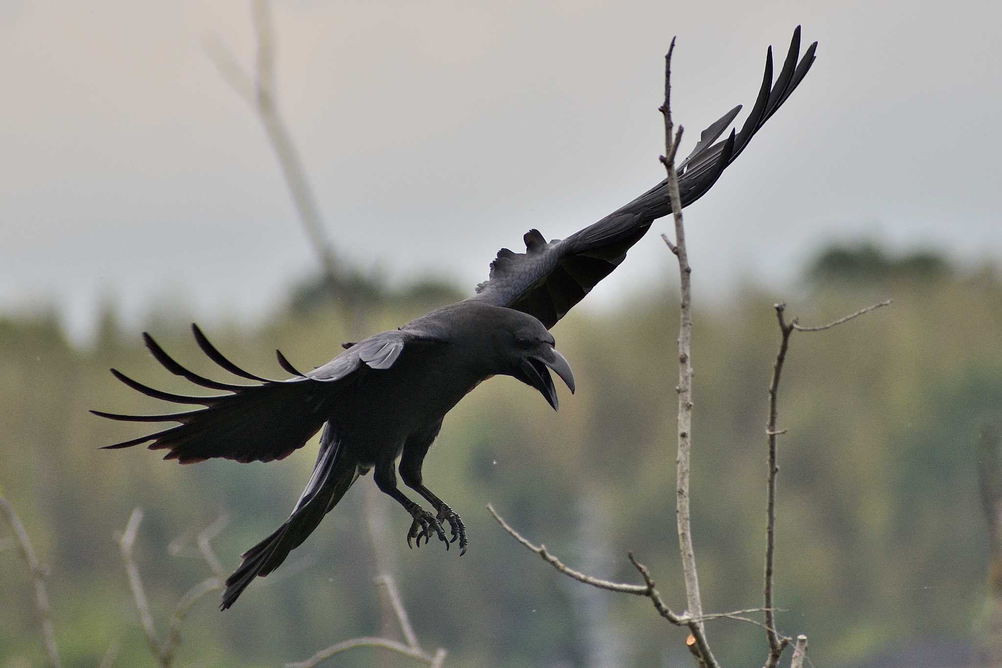 Carrion Crow