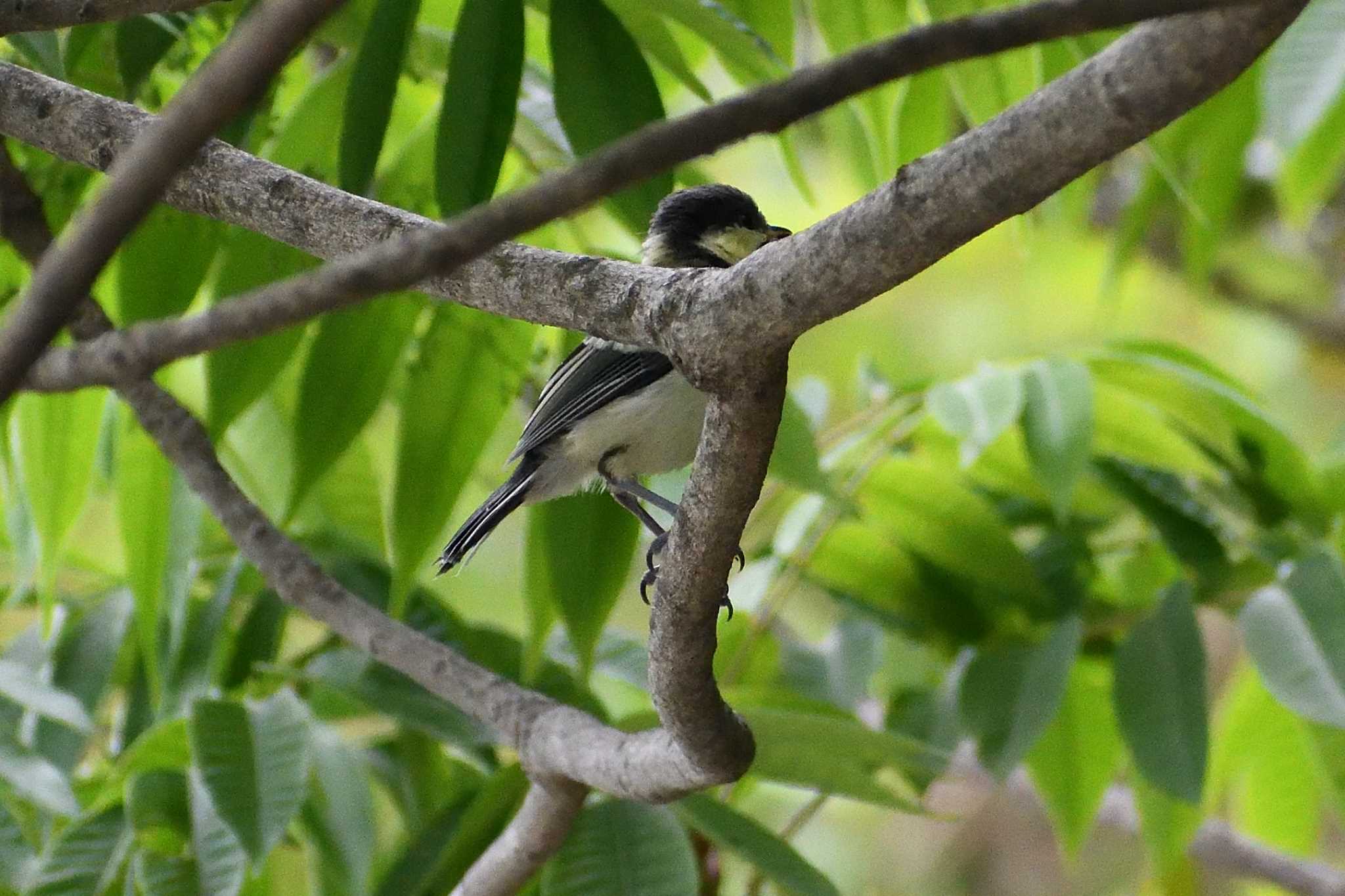 Coal Tit