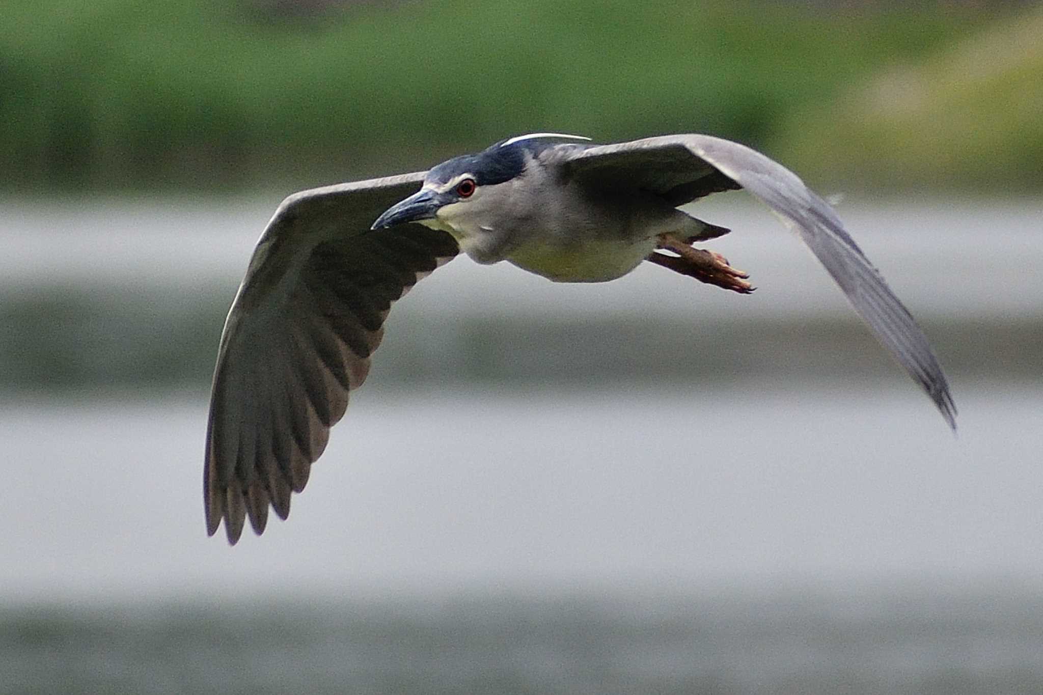 Black-crowned Night Heron