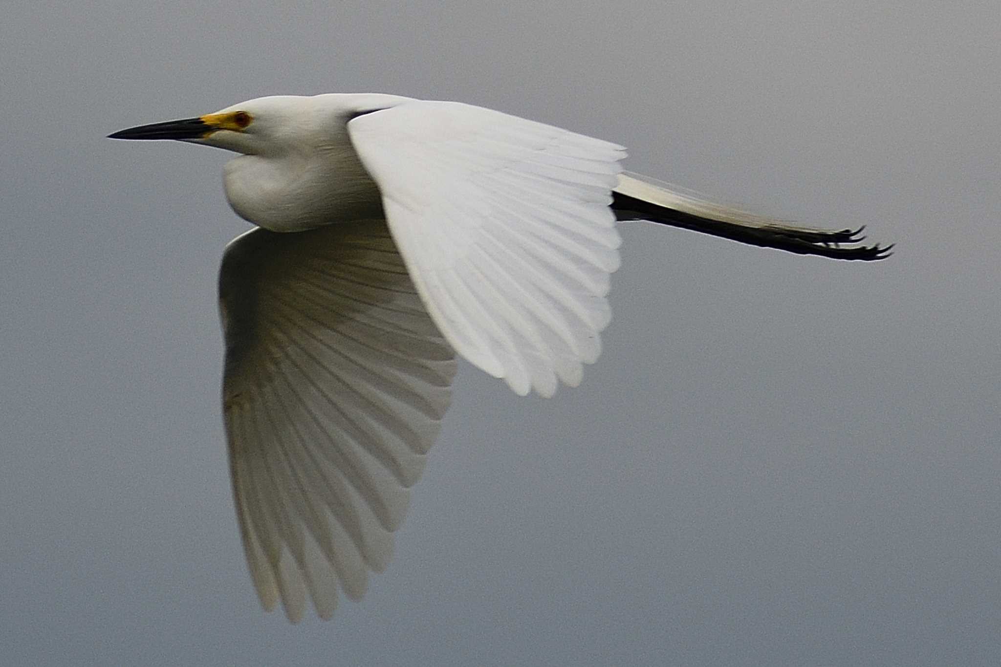 Medium Egret