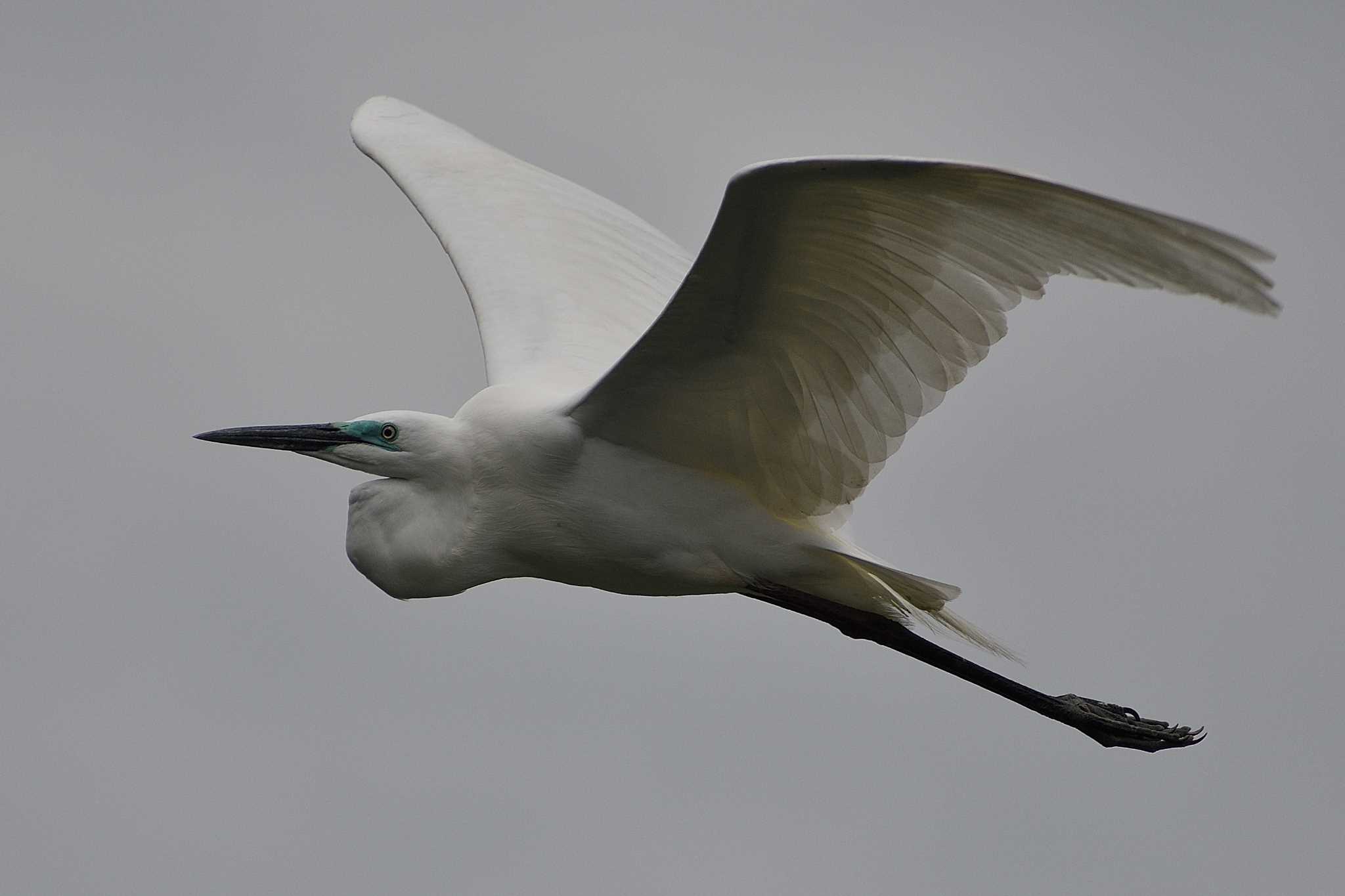 Great Egret