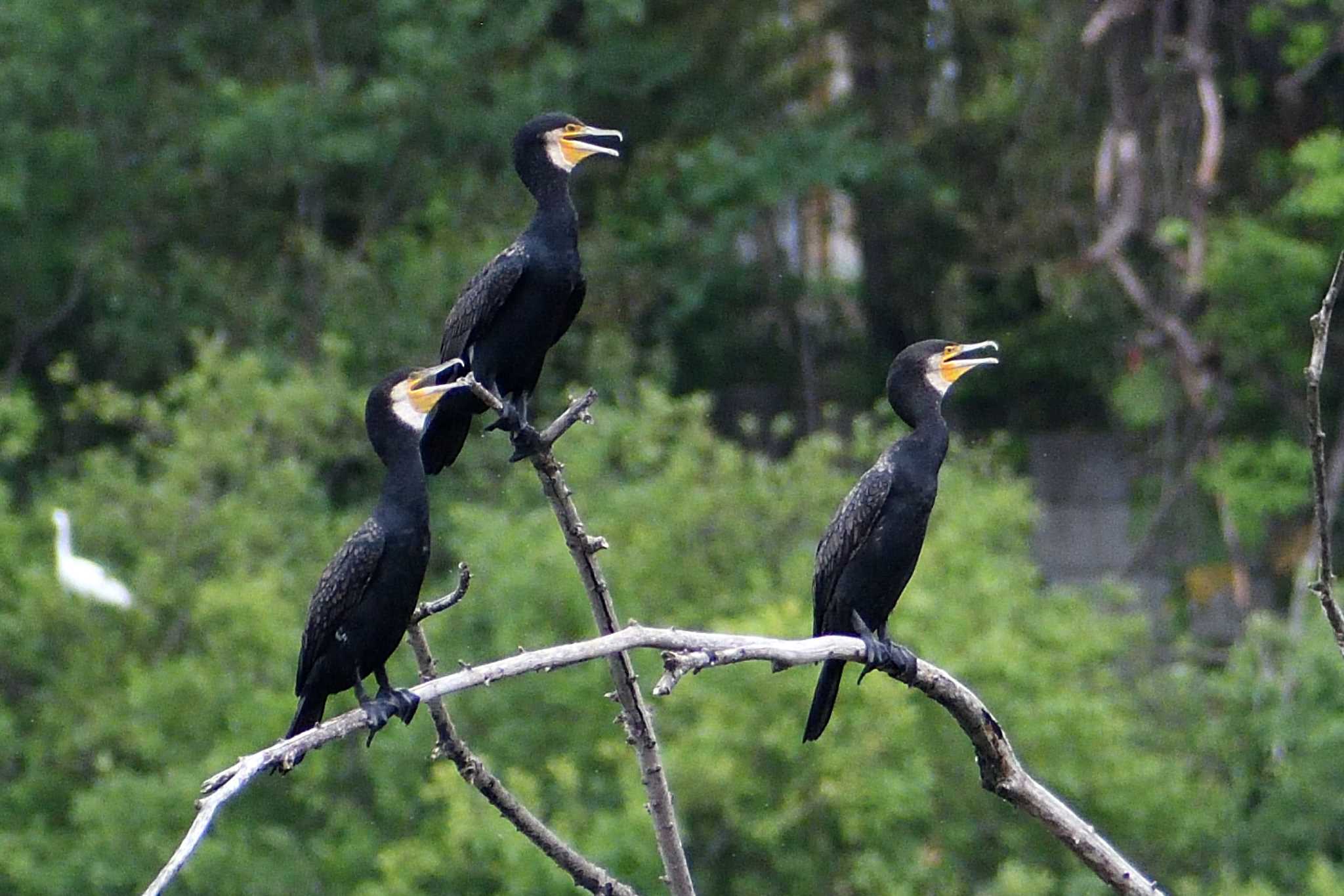 Great Cormorant