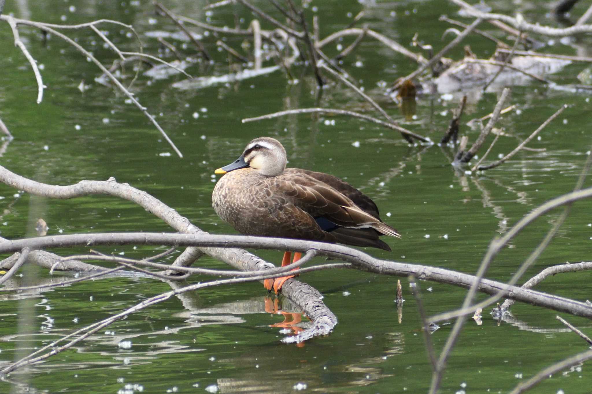 Eastern Spot-billed Duck