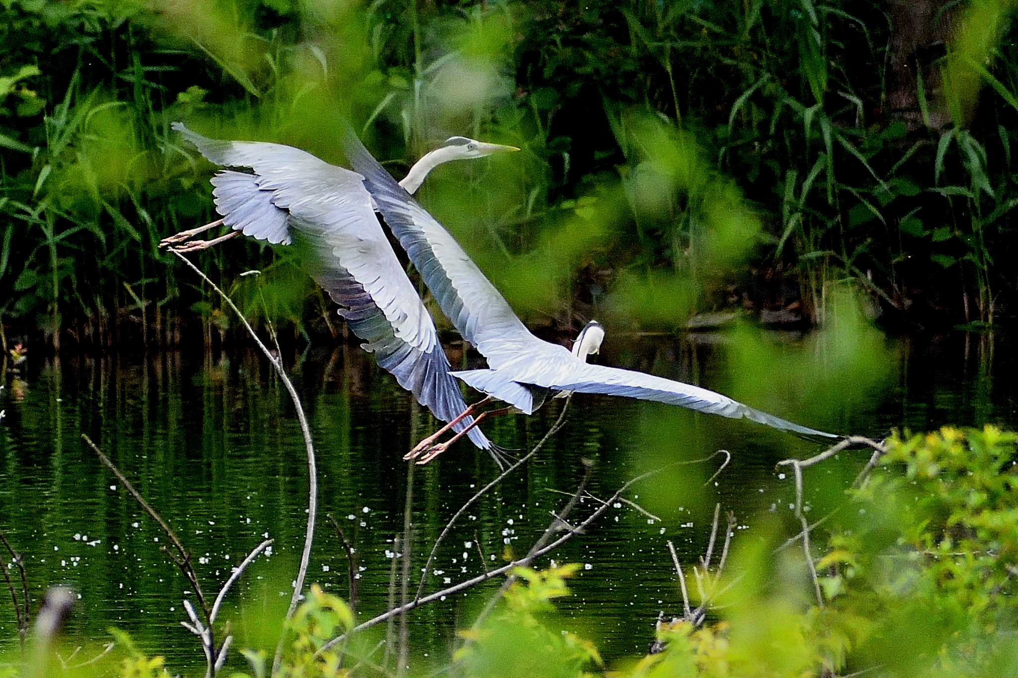 Grey Heron