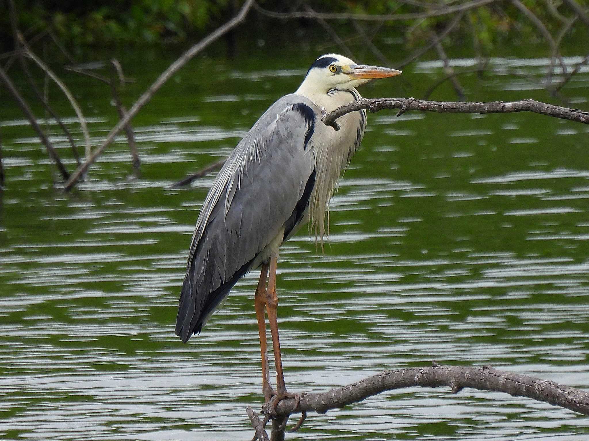 Grey Heron