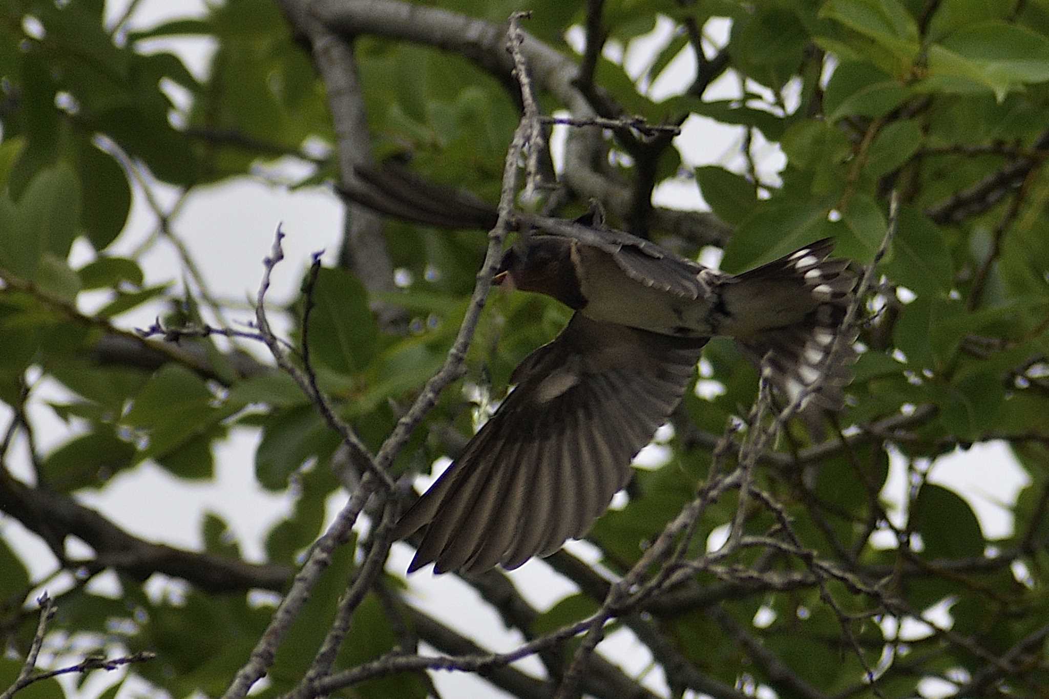 Barn Swallow