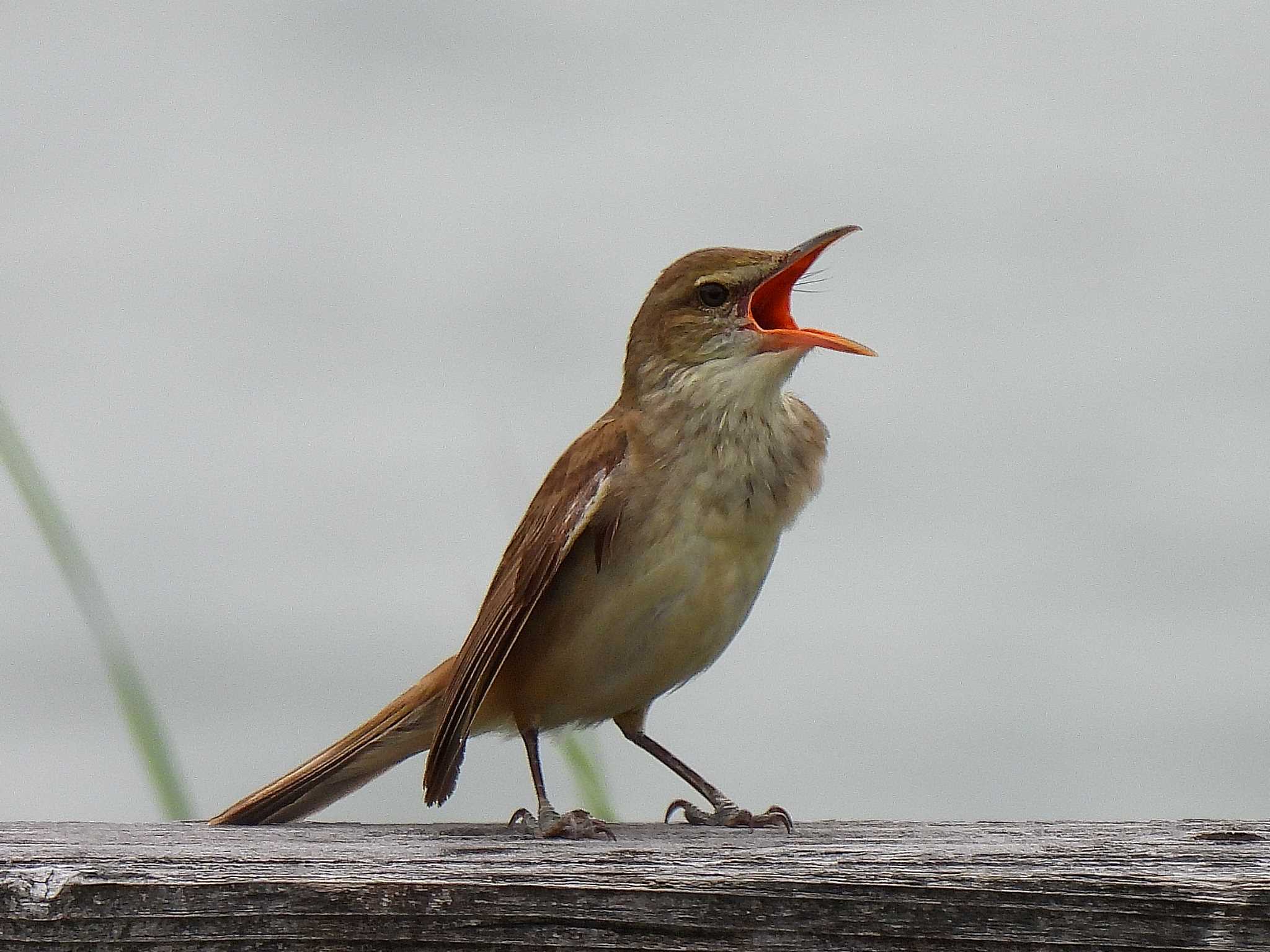 Oriental Reed Warbler