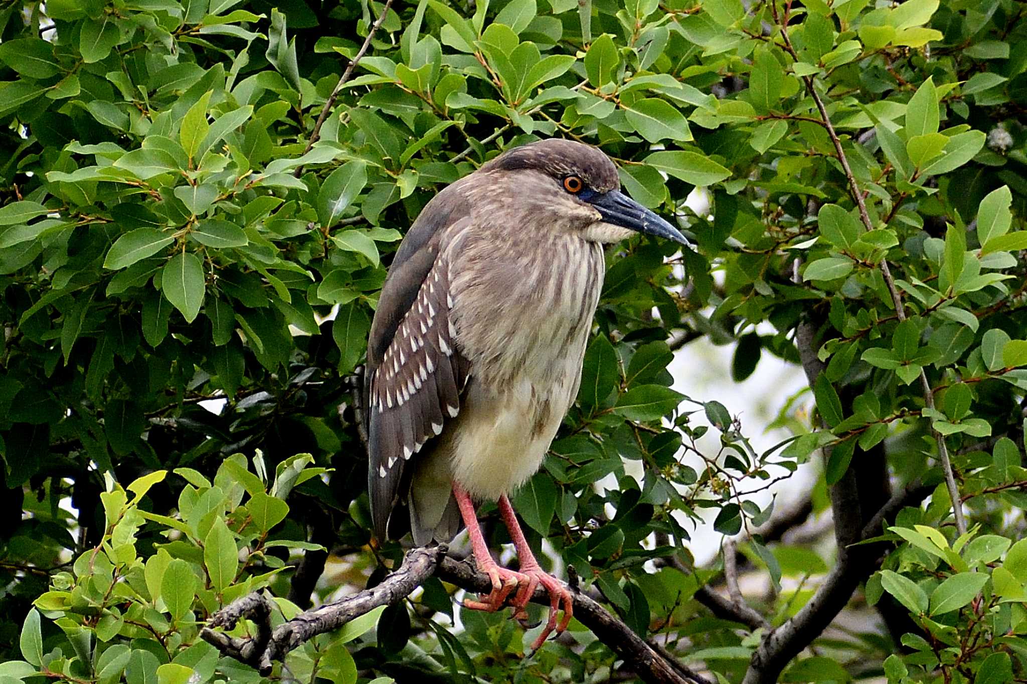 Black-crowned Night Heron