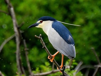 Tue, 5/18/2021 Birding report at 勅使池(豊明市)