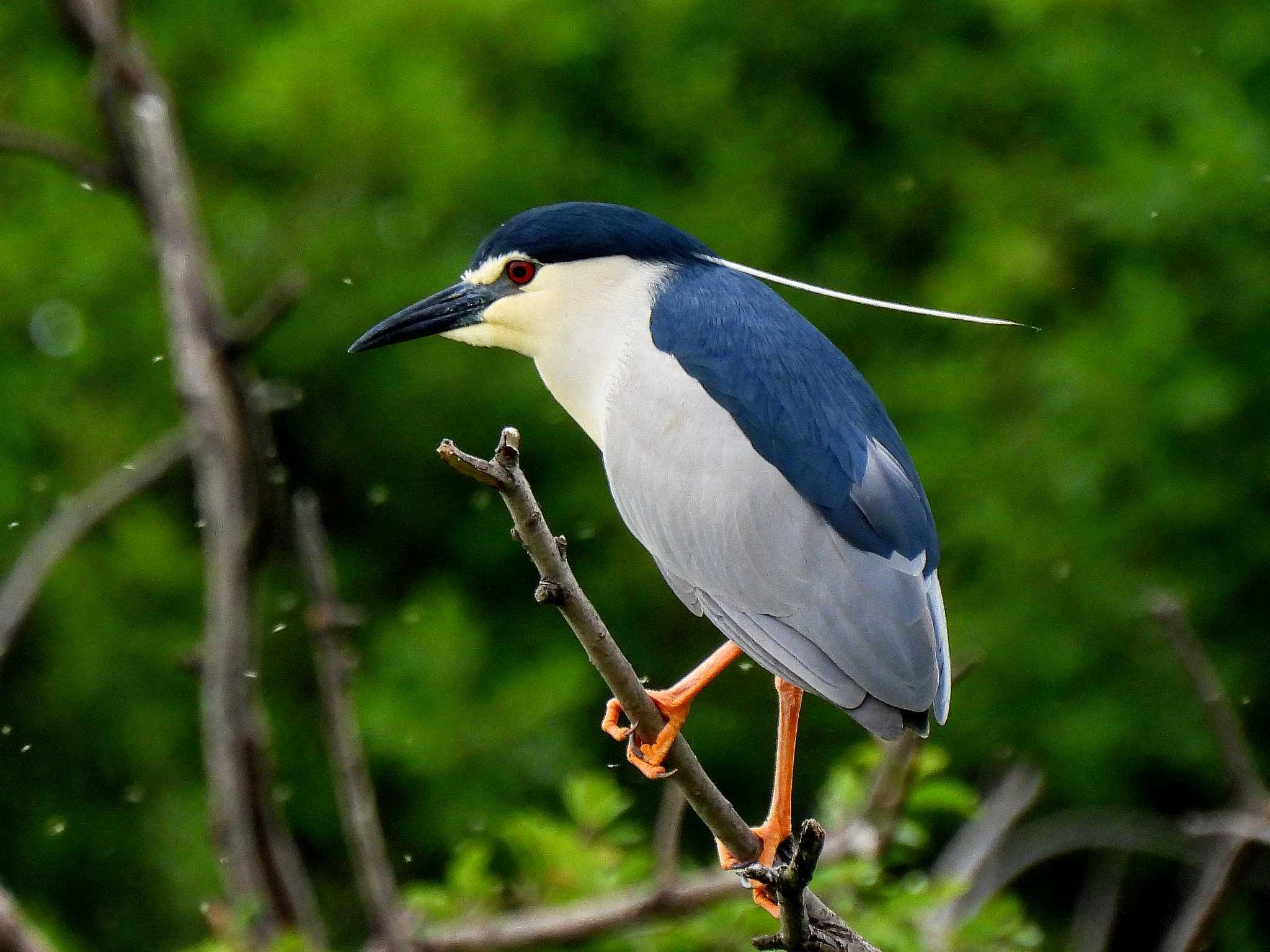 Black-crowned Night Heron