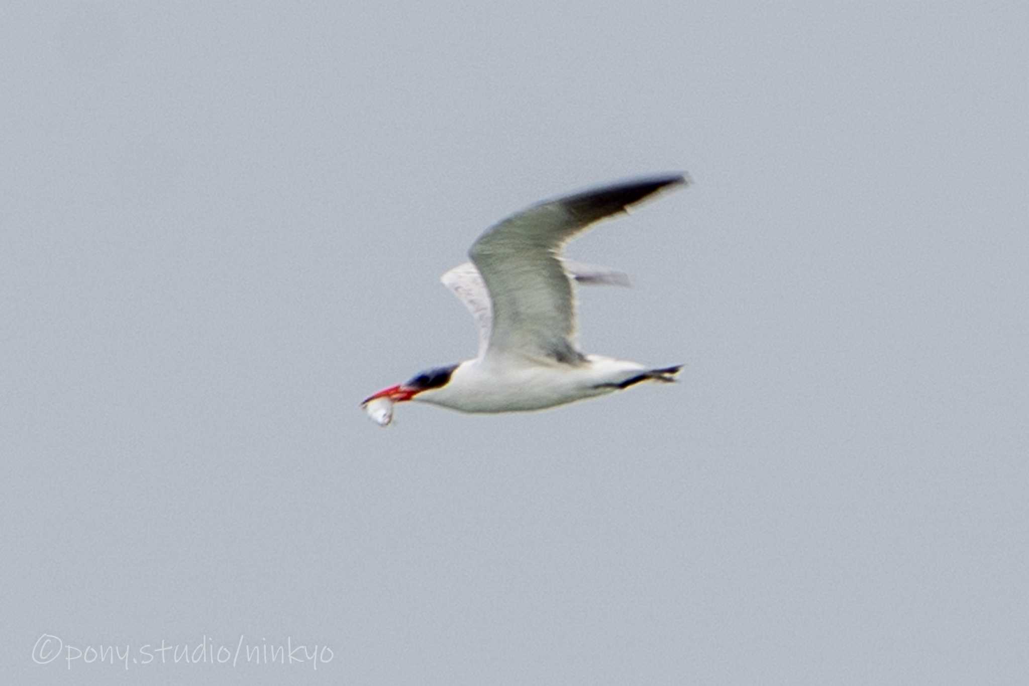 Photo of Caspian Tern at 宮古島市 by PONY